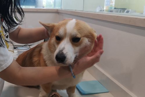 产后狗狗拒食怎么办?