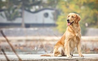 狗狗产后多久恢复体型?关注宠物健康,一起探讨!