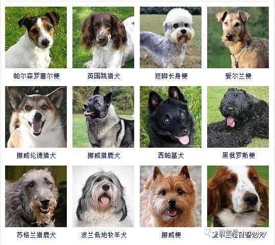 狗狗产后多久恢复体型?关注宠物健康,一起探讨!