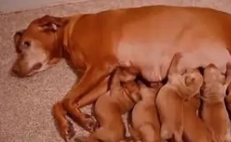 母狗生产后吃什么补充营养