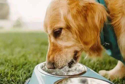 产后狗狗低血钙饮食调养指南