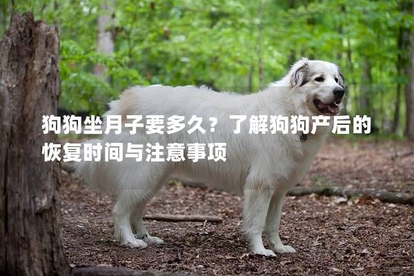 狗狗坐月子要多久?了解狗狗产后的恢复时间与注意事项