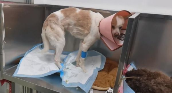 产后金毛犬不愿进食怎么办:喂食技巧与健康建议