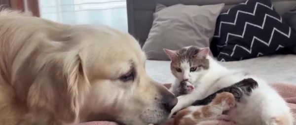 产后金毛犬不愿进食怎么办:喂食技巧与健康建议