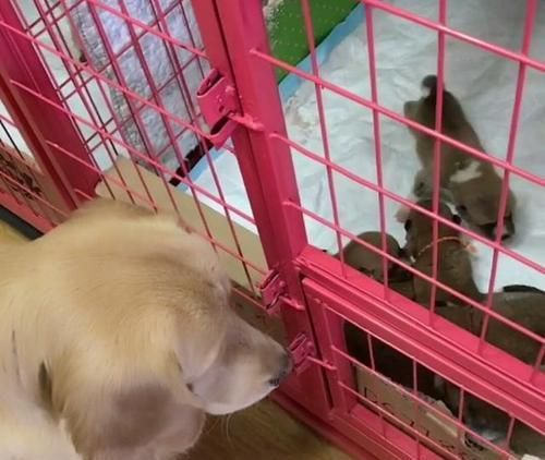 产后金毛犬不愿进食怎么办:喂食技巧与健康建议