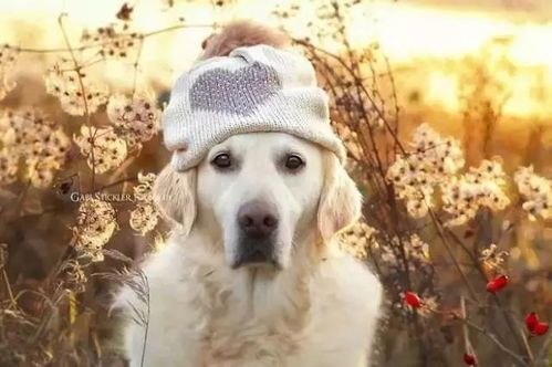 产后狗狗恢复指南,养宠必看!