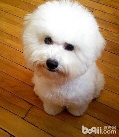 比熊犬产后恢复需多久?关注宠物健康!