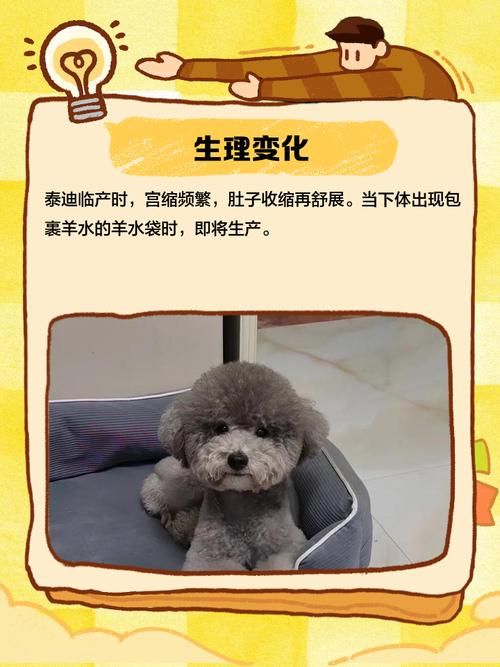 泰迪生了小狗注意事项(泰迪生了要注意什么)