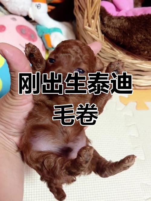 泰迪生了小狗注意事项(泰迪生了要注意什么)