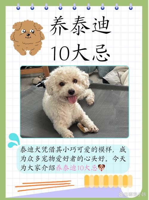 泰迪生了小狗注意事项(泰迪生了要注意什么)