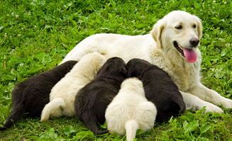 狗狗产后乳房下垂恢复需耐心等待,具体时间因狗而异。