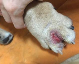 狗狗产后乳房下垂恢复需耐心等待,具体时间因狗而异。