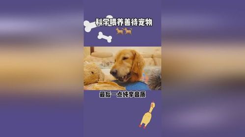 产后宠物健康饮食,科学喂养指南