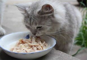 宠物主人必知:猫咪体外寄生虫防治攻略