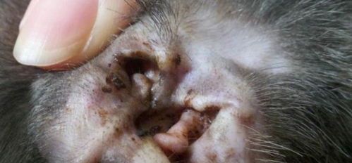 宠物耳朵白虫防治指南