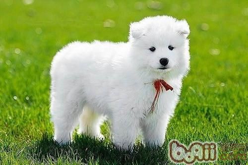 “宠物健康秘籍:鱼苗防病、小狗防疫,一招搞定!”