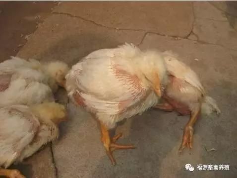 宠物身上红虫危害大,防治攻略必看!