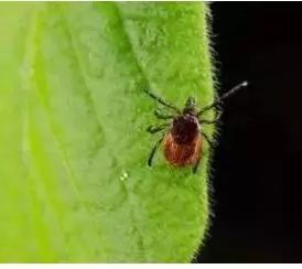 宠物身上红虫危害大,防治攻略必看!