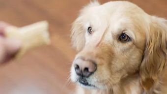 DIY宠物:如何打造个性化宠物用品?10个DIY宠物用品制作教程