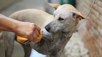 DIY宠物:如何打造个性化宠物用品?10个DIY宠物用品制作教程