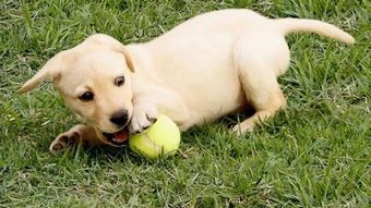 DIY宠物:如何打造个性化宠物用品?10个DIY宠物用品制作教程