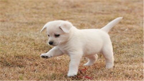 自制狗粮,呵护宠物健康从饮食开始