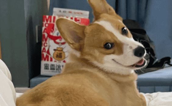 如何自制柯基狗粮教程