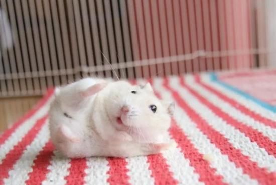 喂投仓鼠鼠粮,它们总挑着食物吃是什么毛病这样的坏习惯惯不得