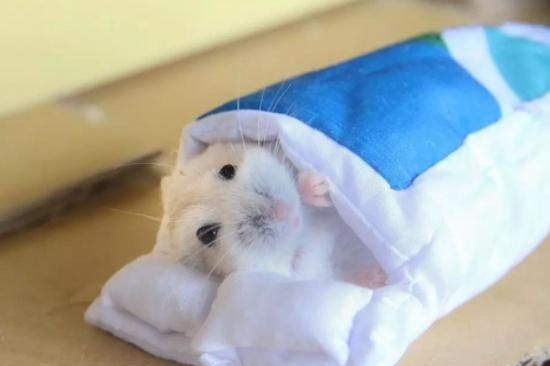 喂投仓鼠鼠粮,它们总挑着食物吃是什么毛病这样的坏习惯惯不得