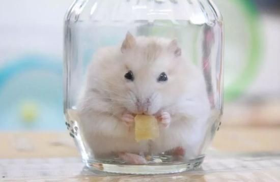 喂投仓鼠鼠粮,它们总挑着食物吃是什么毛病这样的坏习惯惯不得