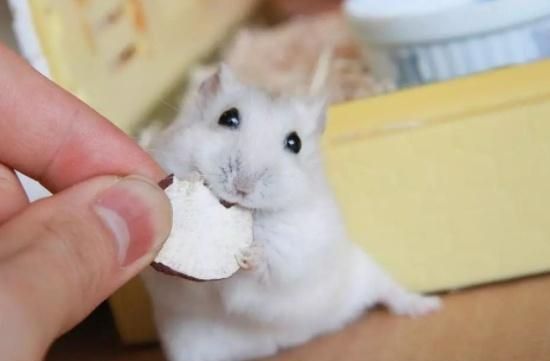 喂投仓鼠鼠粮,它们总挑着食物吃是什么毛病这样的坏习惯惯不得