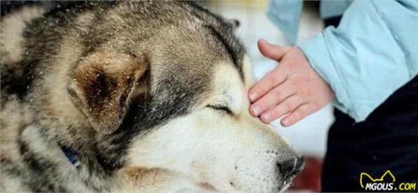 狗狗也会过敏?为什么狗狗会过敏?这几个方面铲屎官务必要知道