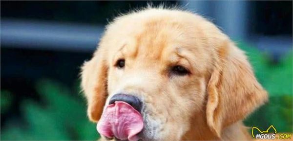 狗狗也会过敏?为什么狗狗会过敏?这几个方面铲屎官务必要知道