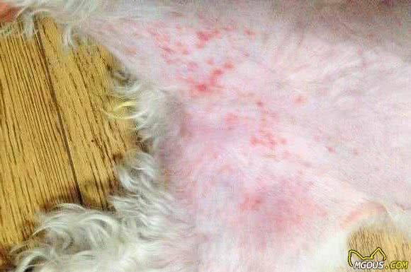 狗狗也会过敏?为什么狗狗会过敏?这几个方面铲屎官务必要知道