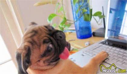 狗狗也会过敏?为什么狗狗会过敏?这几个方面铲屎官务必要知道