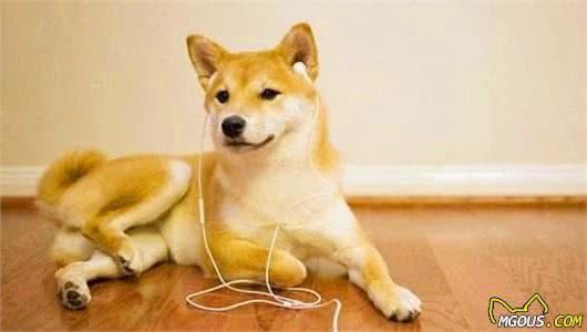 狗狗也会过敏?为什么狗狗会过敏?这几个方面铲屎官务必要知道