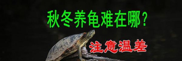 以家庭养龟的注意事项(宠物龟的健康养护指南)