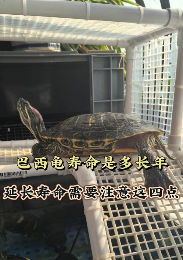 以家庭养龟的注意事项(宠物龟的健康养护指南)