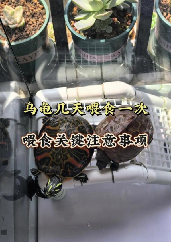 以家庭养龟的注意事项(宠物龟的健康养护指南)