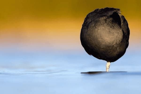 比特犬一个月怎么养,比特犬一个月怎么养好