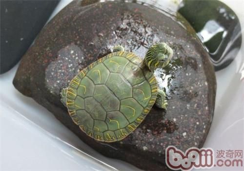 西部锦龟的品种简介