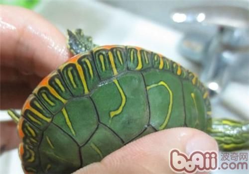 西部锦龟的生活环境