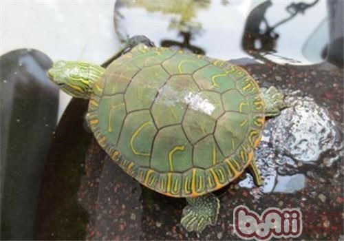 西部锦龟的外观特征