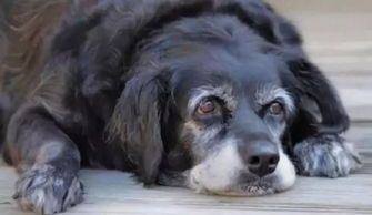 易患肠胃病的狗狗品种盘点