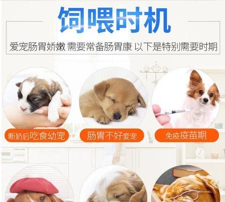 狗狗肠胃不好的表现及调整方法(了解狗狗肠胃问题的迹象,帮助狗狗恢复健康)