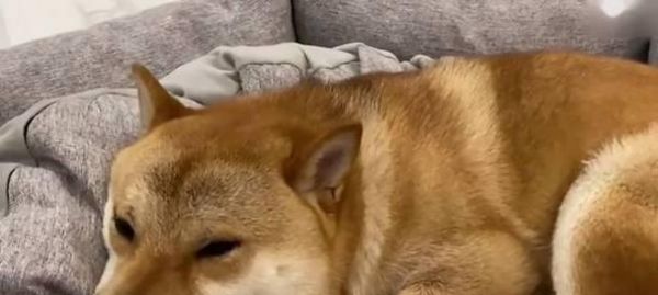 狗狗肠胃不好的表现及调整方法(了解狗狗肠胃问题的迹象,帮助狗狗恢复健康)