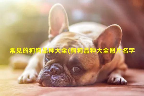 常见的狗狗品种大全(狗狗品种大全图片名字)