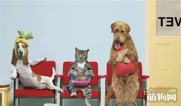 宠物狗种类及狗狗种类优缺陷