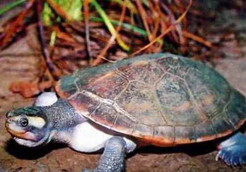 宠物龟四肢无力及肿胀的原因