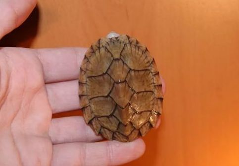 剃刀龟介绍和我的饲养经历